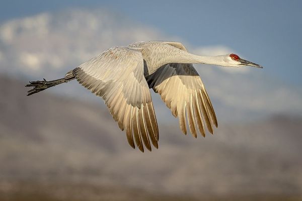 New Mexico-Bosque del Apache National Wildlife Reserve Sandhill crane flying